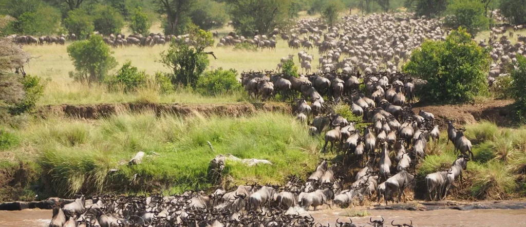 Great Migration