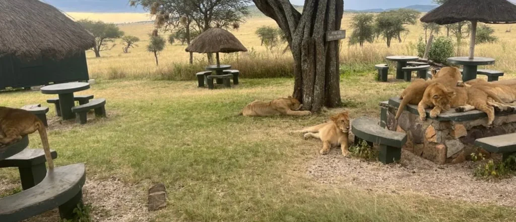 morning safari in serengeti