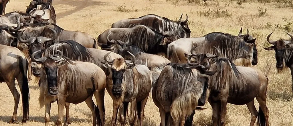 Great Migration Safari