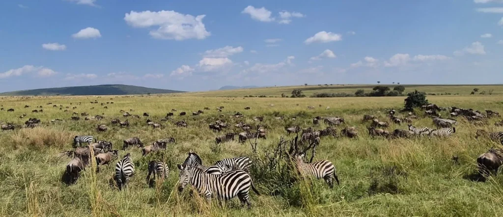 Green Season in Serengeti