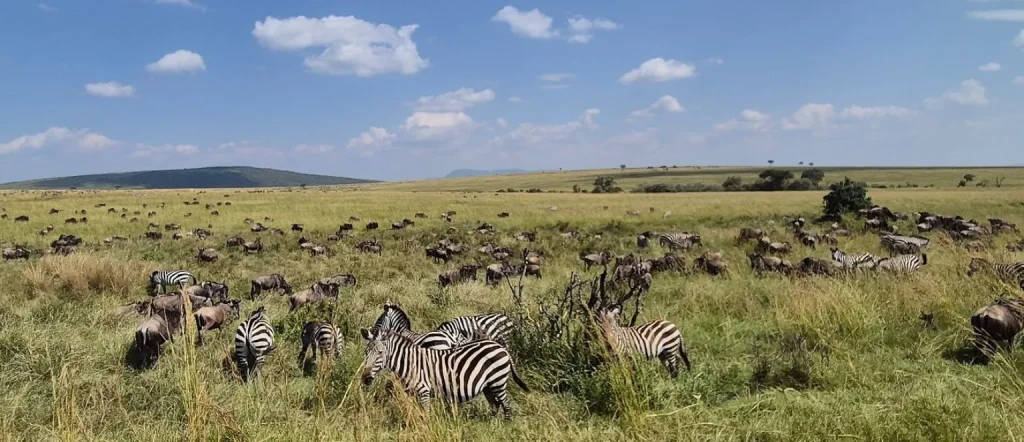 Best Tanzania Safari