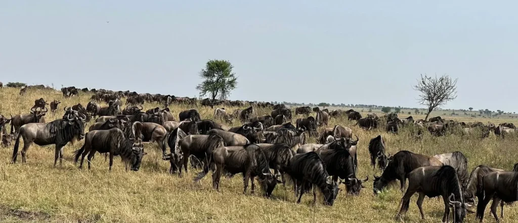 Best Wildebeest Migrations