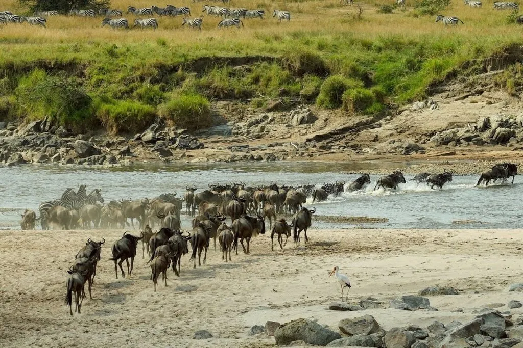 Great Wildebeest Migration